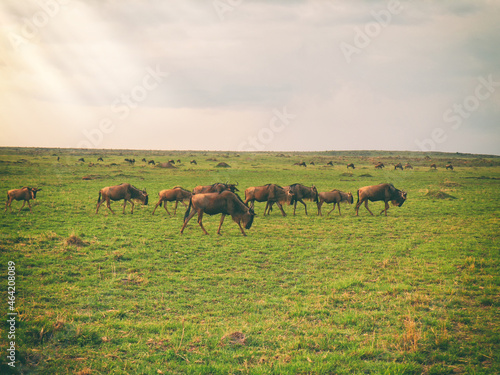 Vintage photography style herd of wildebeest, wild life in Maasai Mara National park, Kenya, selected focus.