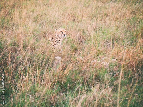 Vintage photography style of Cheetah carmoflage in the field,  wild life in Maasai Mara National park, Kenya, selected focus. © iam555man