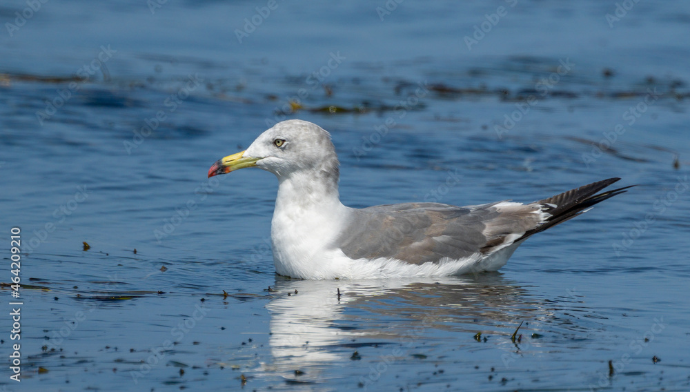 Fototapeta premium Seagull, portrait of a seagull.