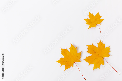 Autumn composition. Frame made of golden autumn maple leaves. Flat lay