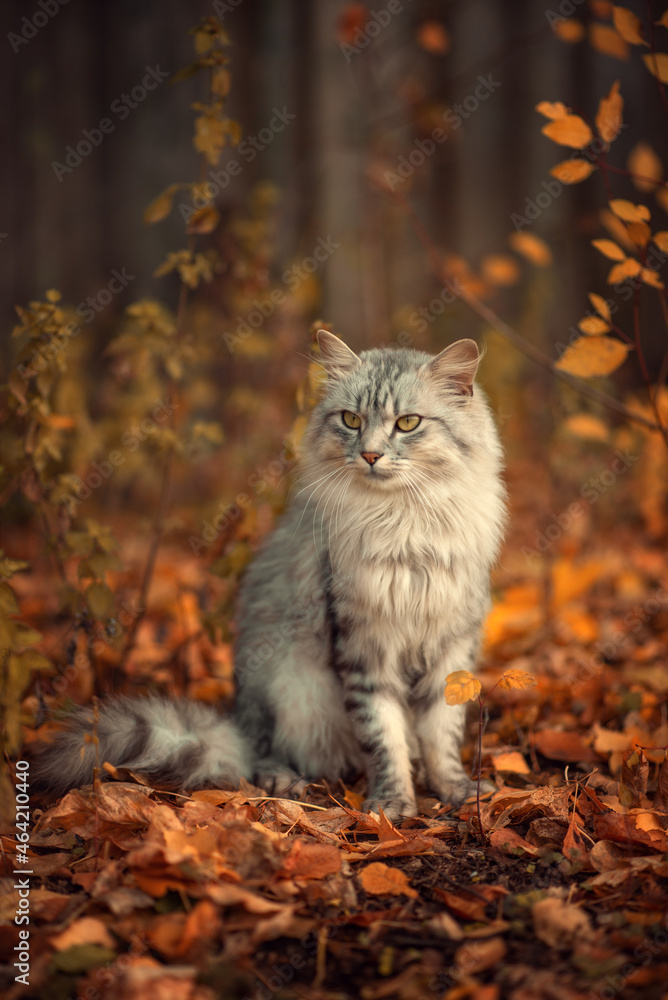 Grey fluffy cat in autumn leaves.