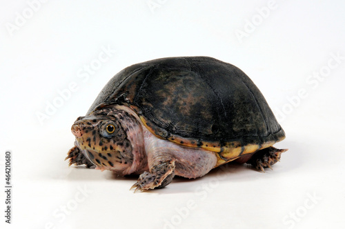 Loggerhead musk turtle    Kleine Moschusschildkr  te  Sternotherus minor 