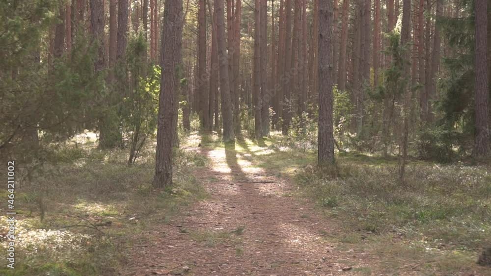 Hiking trail walking path in wild green pine forest amazing and relaxing. hiking trail Surrounded by trees. Spend Leisure Time Together Outdoor for Lovely Family Happiness. Healthy lifestyle 4k Hiking trail walking path in wild green pine forest amazing and relaxing. hiking trail Surrounded by trees. Spend Leisure Time Together Outdoor for Lovely Family Happiness. Healthy lifestyle 4k