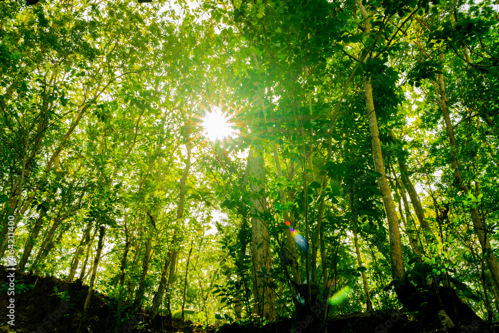 Naklejka premium sun rays through the forest