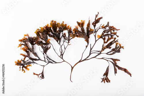 Fotografie Fucus seaweed isolated on white background. Baltic sea. Latvia,