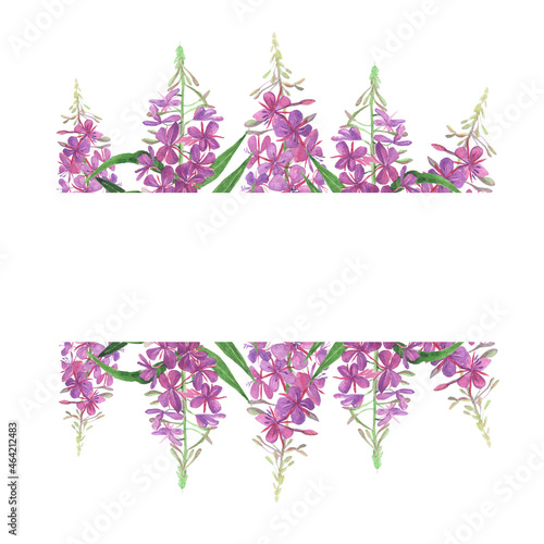 Willowherb border isolated on white background. Watercolor hand drawing illustration. Fireweed for healthy tea. photo