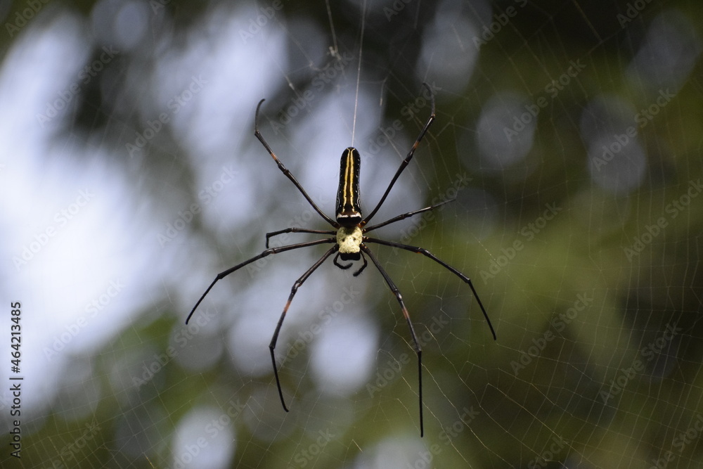 spider on the web