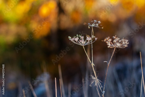 Hoarfrosted grass on sunny autumn day