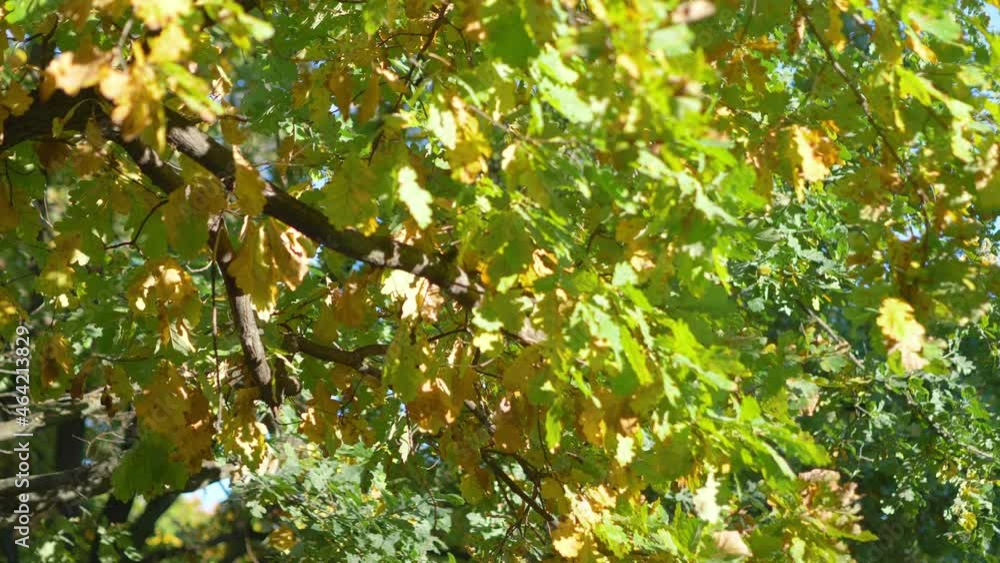 Autumn leaves in the park in 4k slow motion 60fps Autumn leaves in the park in 4k slow motion 60fps