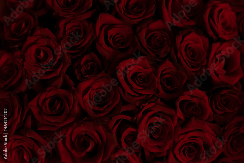 Background texture from many dark red roses. Floral background.