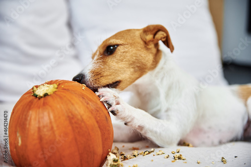 Obraz na plátne Jack Russell terrier dog gnaw orange pumpkin. Funny pet.