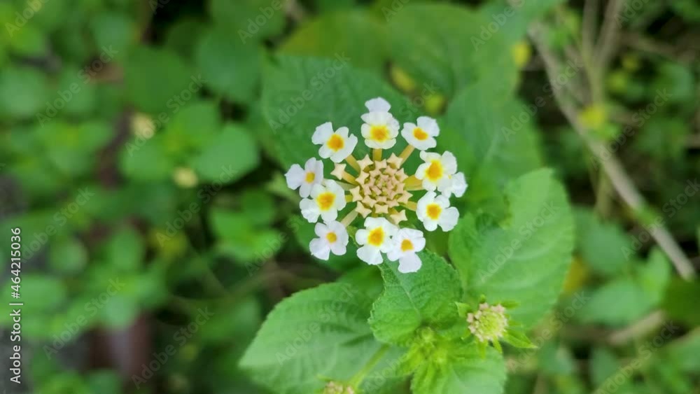 Lantana Camara is a species of flowering plant within the verbena family, native to the American tropics. Lantana Camara is a species of flowering plant within the verbena family, native to the American tropics.