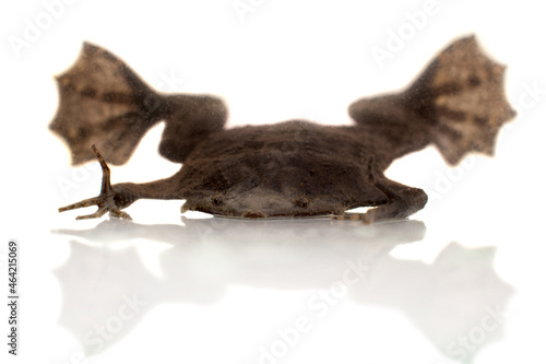 A strange Surinam toad on white backround