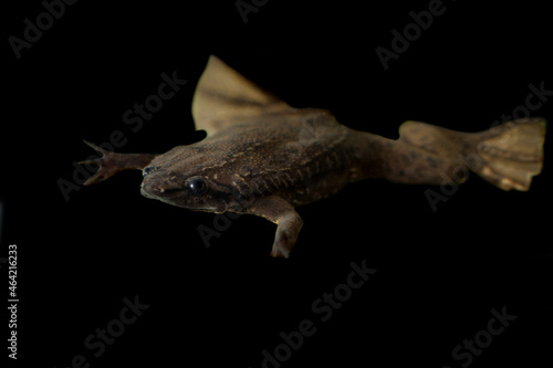 Slika na platnu A Carvalho's Surinam toad on black background