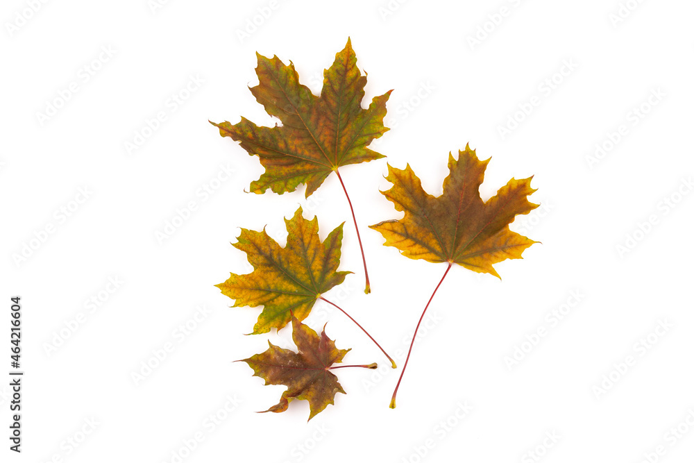 Colored autumn maple leaves on a white background. Colored autumn maple leaves on a white background.