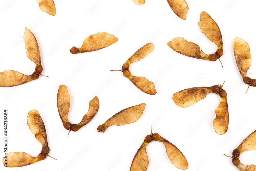 Ripe seeds of Amur maple, Acer ginnala, isolated on white background Ripe seeds of Amur maple, Acer ginnala, isolated on white background