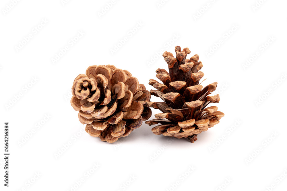 Pine cones isolated on a white background, photography Pine cones isolated on a white background, photography