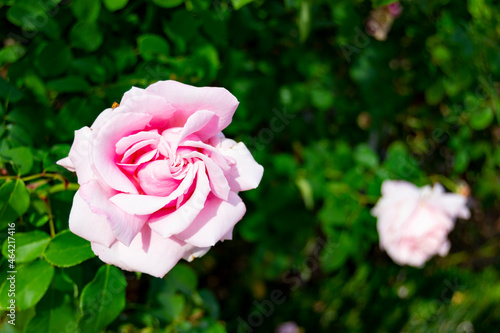 Colorful roses share the autumnal landscape at the Rosaleda del Retiro Park in Madrid, Spain. Europe. Horizontal photography. Spring. Spring Time 2023. © Fernando Astasio