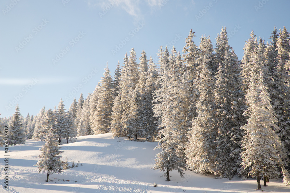 Fototapeta premium amazing winter landscape with snowy fir trees