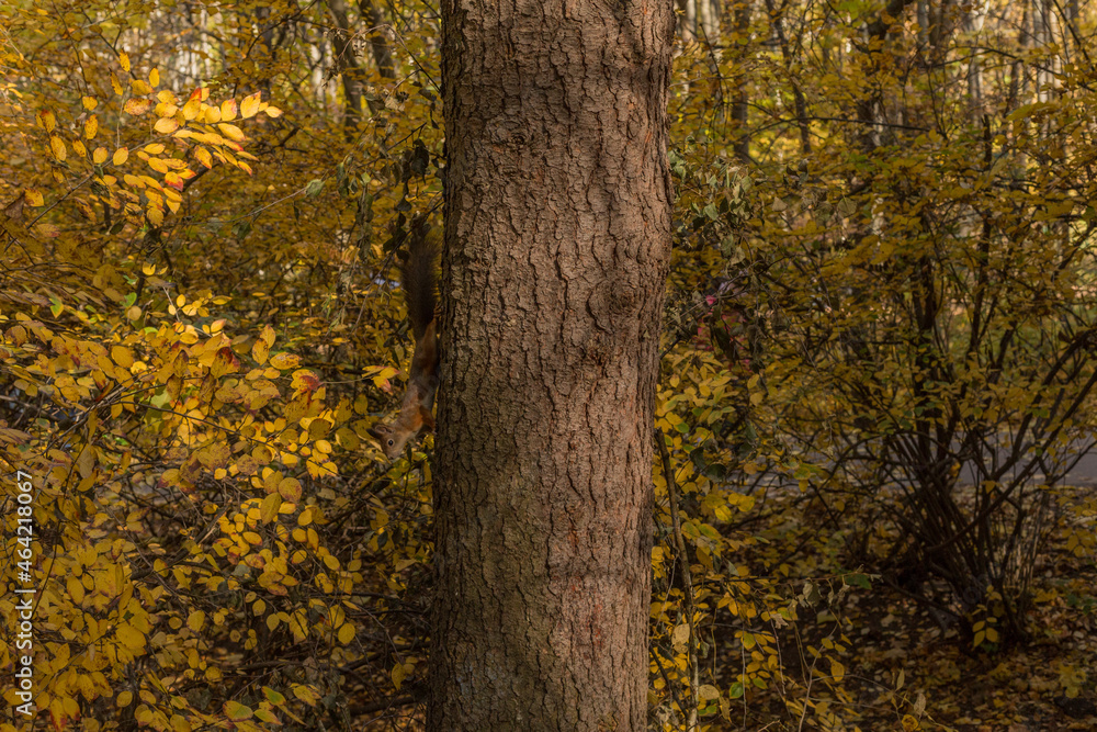 squirrel in forest 