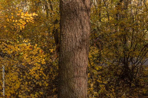 squirrel in forest 