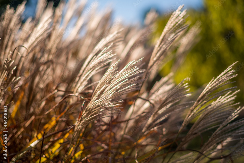 Fototapeta premium ..Miscanthus sinensis 