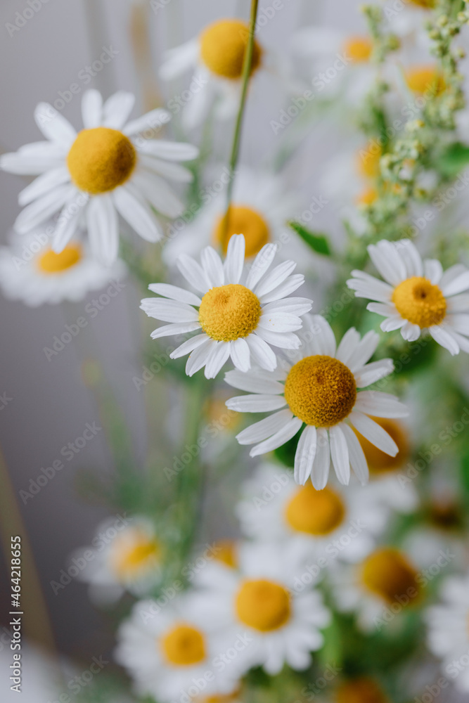 Fototapeta premium a bouquet of daisies in a glass vase on the table. chamomile flowers in the bride's bouquet or as a gift to a woman. a bouquet of daisies for a birthday gift or for the decoration of an event or