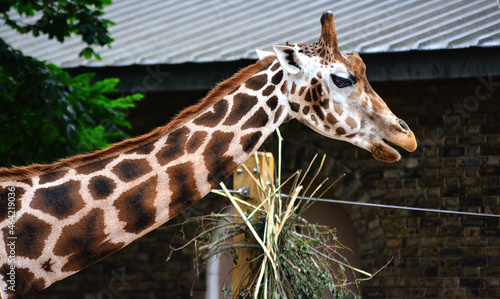 Photography giraffe in the zoo