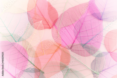 Colorful transparent and delicate leaves pastel background