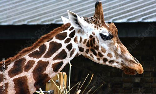 Canvas Print portrait of a giraffe