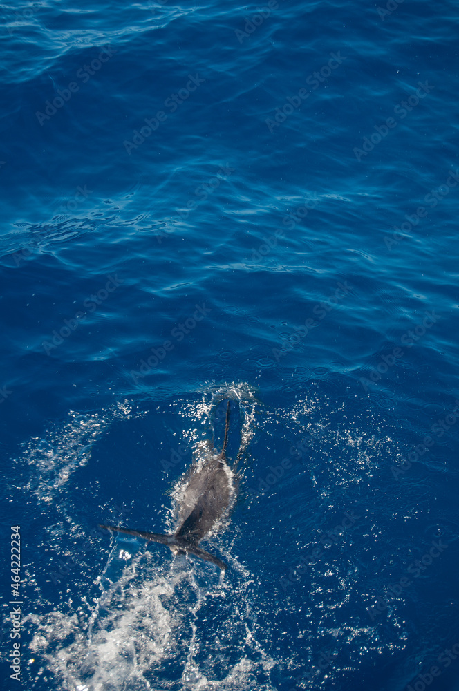 Fototapeta premium Pablo Pérez López