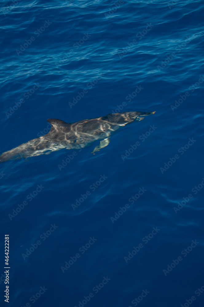 Naklejka premium Pablo Pérez López