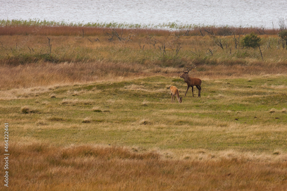 Rothirsch mit Hirschkuh
