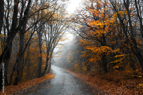Wet asphalt road passing through colorful autumn forest