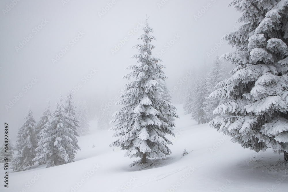 Naklejka premium magic winter landscape with snowy fir trees