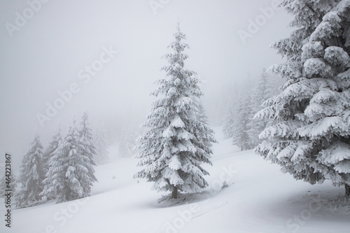 magic winter landscape with snowy fir trees © Melinda Nagy