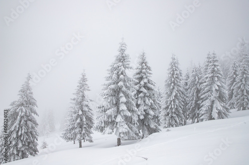 magic winter landscape with snowy fir trees