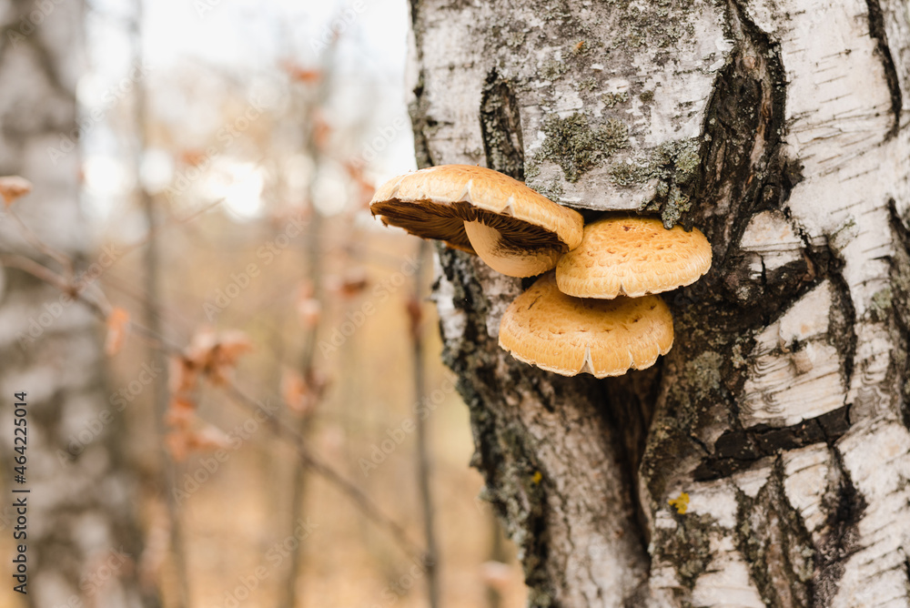 Mushrooms on a tree trunk. Toadstools on the tree. Poisonous mushrooms. Mushrooms on a tree trunk. Toadstools on the tree. Poisonous mushrooms.