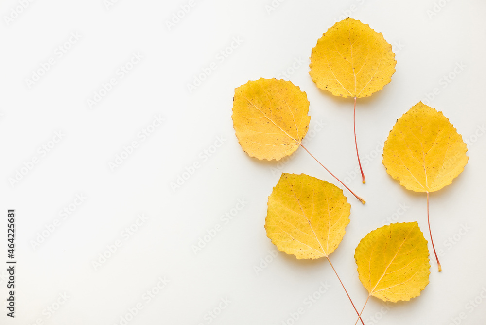 Autumn leaves on a white background. Aspen leaves on a white background. Texture from autumn leaves. Autumn leaves on a white background. Aspen leaves on a white background. Texture from autumn leaves.