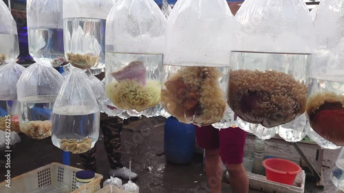 ornamental marine fish in plastic bag at the Bandung ornamental fish market
