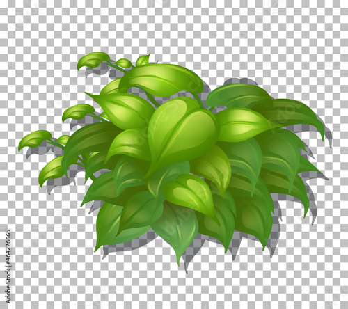 Tropical plant on transparent background
