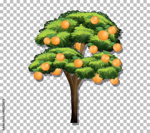 Orange tree on transparent background
