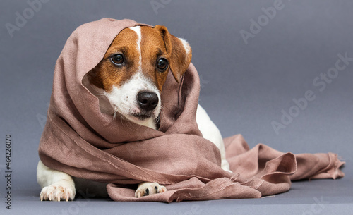 jack russell dog coldly wrapped in a blanket