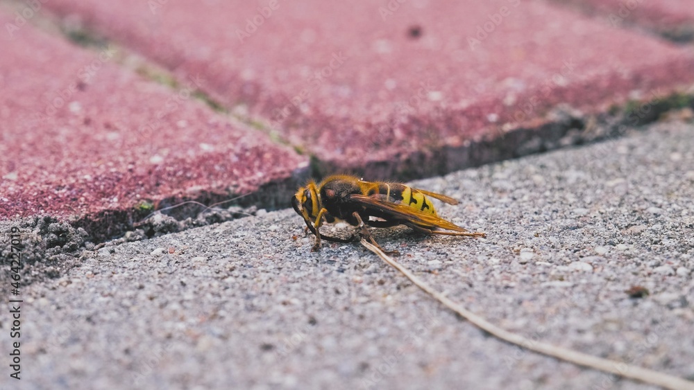 Stunned Intoxicated Crippled Wild Bee Wasp or Hornet Dying on Sidewalk Paving Flagstone Stunned Intoxicated Crippled Wild Bee Wasp or Hornet Dying on Sidewalk Paving Flagstone