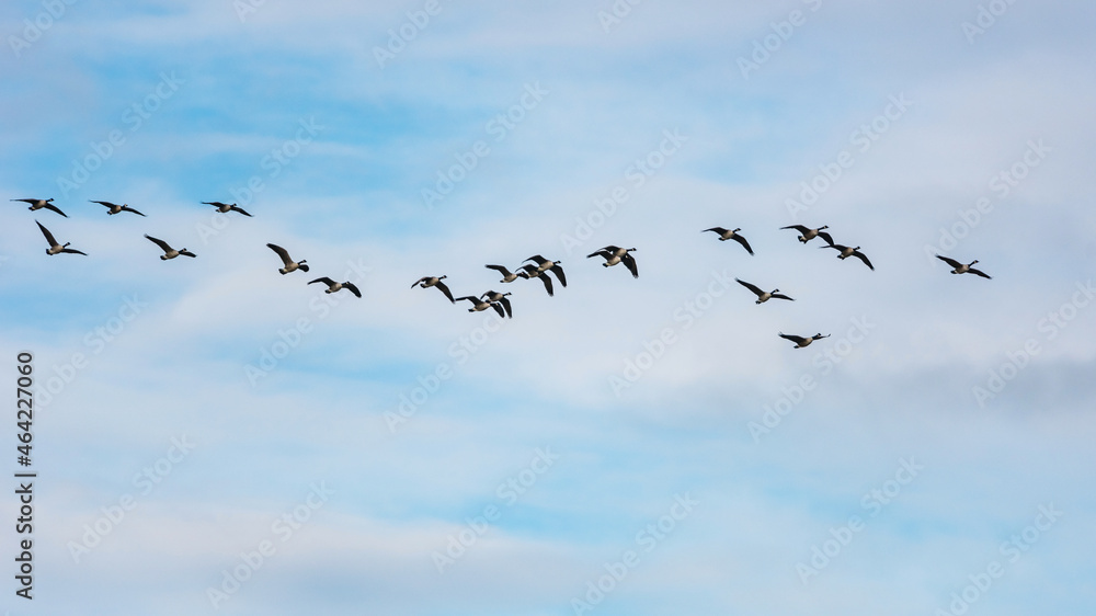 Canada Goose, Branta canadensis - Canada Geese in flight on the sky