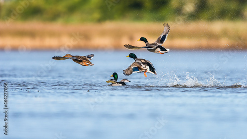 Obraz na plátne Birds Courtship - female and males of Mallard Duck, Mallard, Anas platyrhynchos