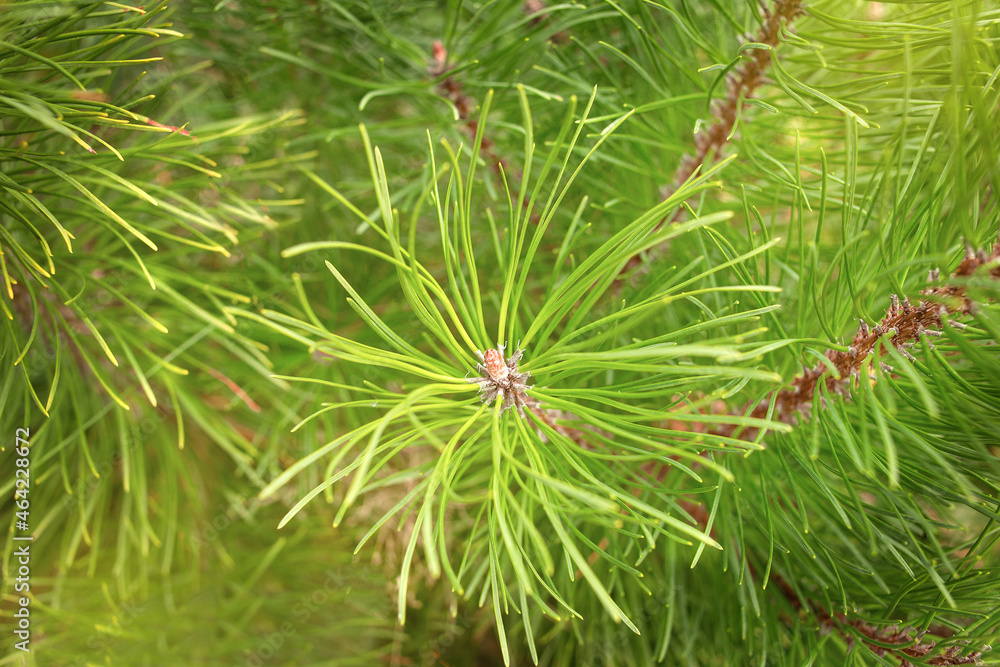 bright green branch of the Christmas tree close-up bright green branch of the Christmas tree close-up