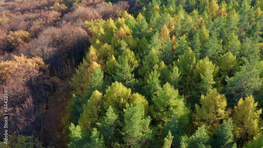 A group of trees with bare branches next to deciduous trees, shooting in motion. Yellowing plants, bright autumn colors. Warm sunny day. High quality. 4k footage. A group of trees with bare branches next to deciduous trees, shooting in motion. Yellowing plants, bright autumn colors. Warm sunny day. High quality. 4k footage.
