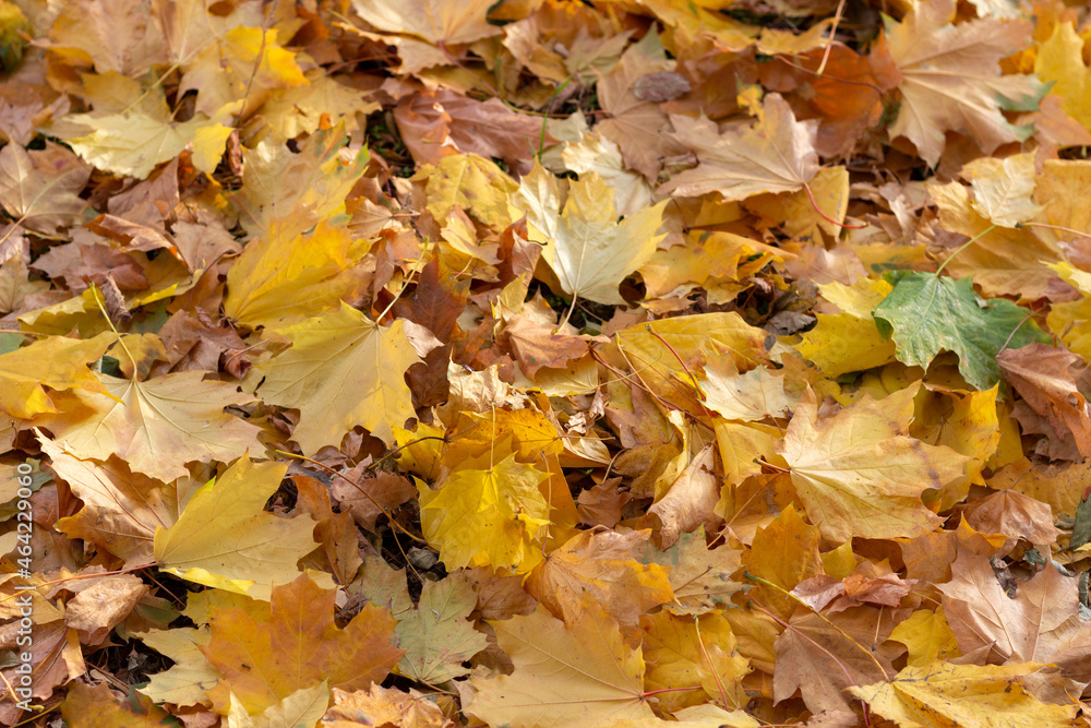 fallen yellow leaves, autumn concept fallen yellow leaves, autumn concept