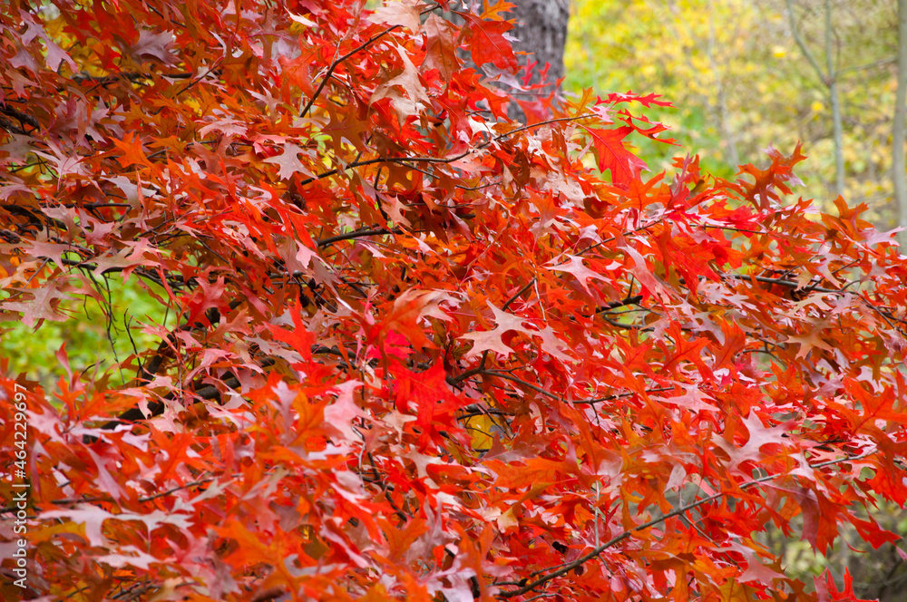 oak leaves red color of tree branch in autumn season, closeup background oak leaves red color of tree branch in autumn season, closeup background